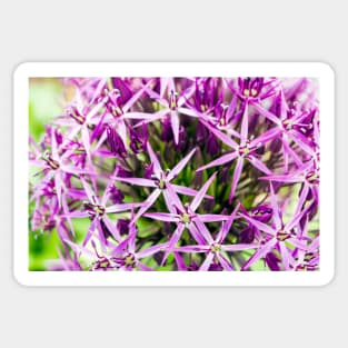 Star of Persia flower Sticker